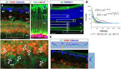 The co-expression of the depolarizing and hyperpolarizing mechanosensitive ion channels in mammalian retinal neurons